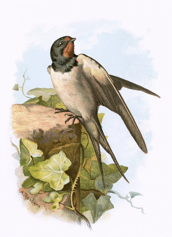 Swallow av English School