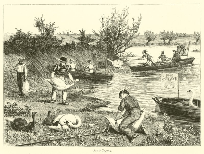 Swan-Upping av English School