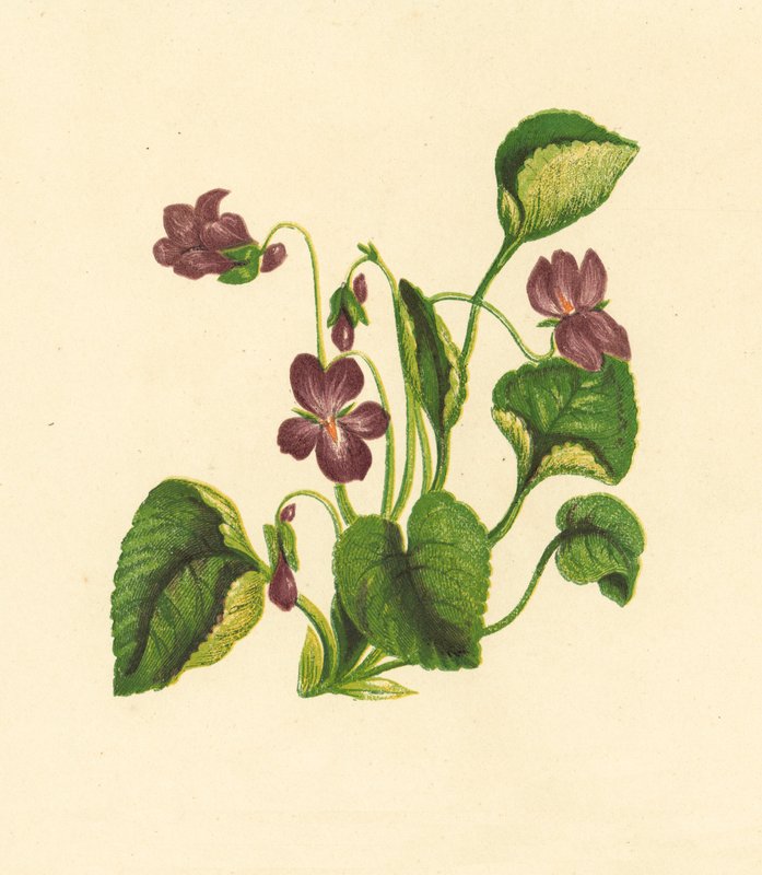 Sötviol, Viola Odorata (färglitografi) av English School