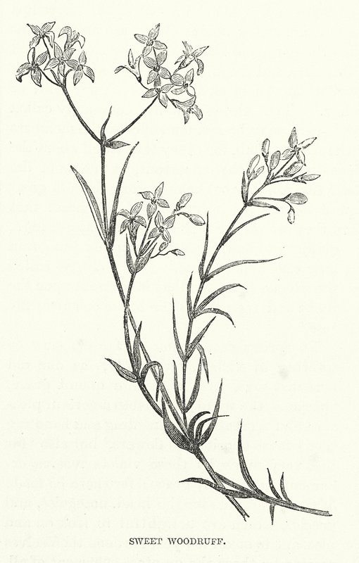 Sweet Woodruff (gravyr) av English School