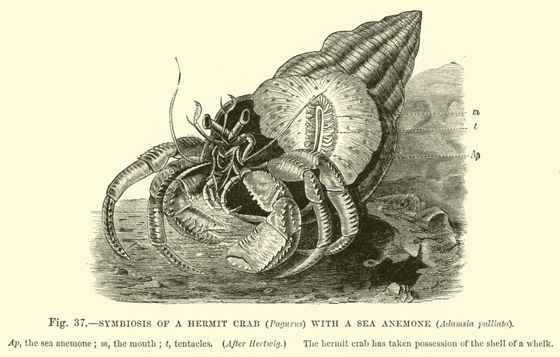 Symbios av en eremitkräfta (Pagurus) med en havsanemon, Adamsia palliata av English School