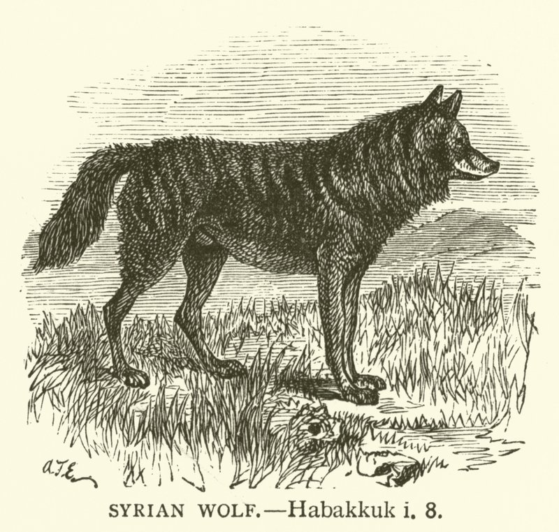 Syrisk varg, Habakkuk, i, 8 (gravyr) av English School