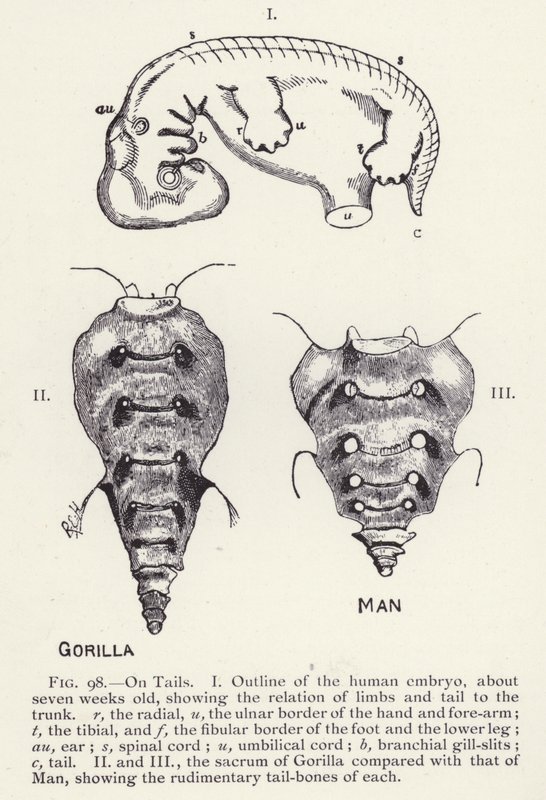 Svansar, man och gorilla (litho) av English School