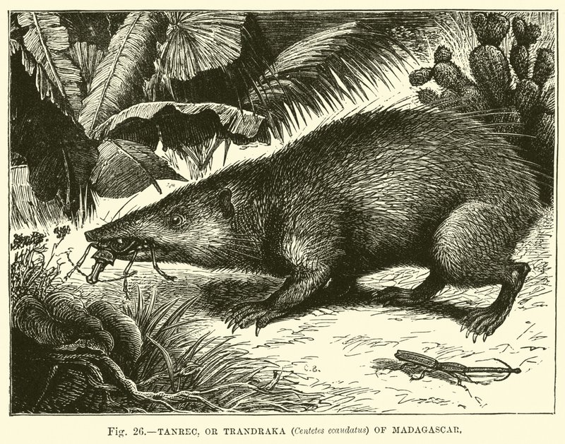 Tanrec, eller Trandraka (Centetes ecaudatus) på Madagaskar av English School