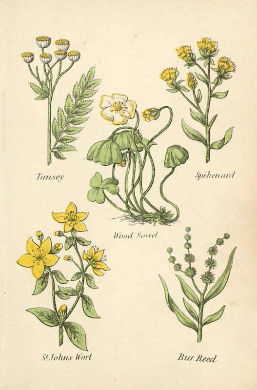 Tansey, Spikenard, Wood Sorrel, St Johns Wort, Bur Reed av English School