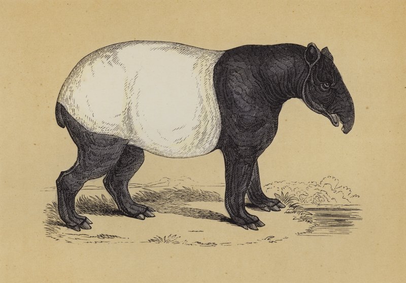 Tapir (färg litho) av English School