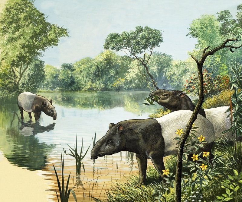 Tapirer, illustration från Nature
