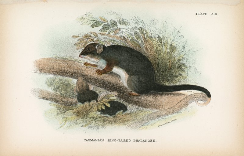 Tasmanian Ring-tailed Phalanger av English School