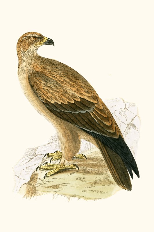 Tawny Eagle, illustration från 