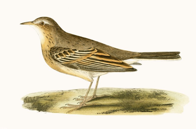 Tawny Pipit, illustration från "A History of the Birds of Europe Not Observed in the British Isles" av Charles Robert Bree (1811-86), publicerad 1867 av English School