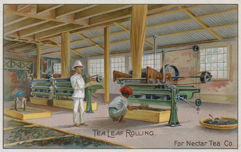 Tea Leaf Rolling, För Nectar Tea Co, handelskort av English School
