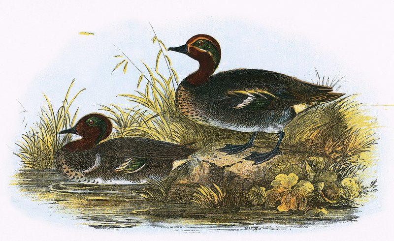 Teal (höger) och American Teal (vänster) av English School