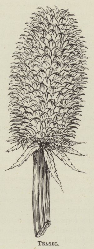 Teasel (gravyr) av English School