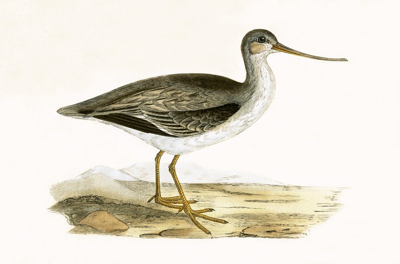 Terek Godwit, illustration från "A History of the Birds of Europe Not Observed in the British Isles" av Charles Robert Bree (1811-86), publicerad 1867 av English School