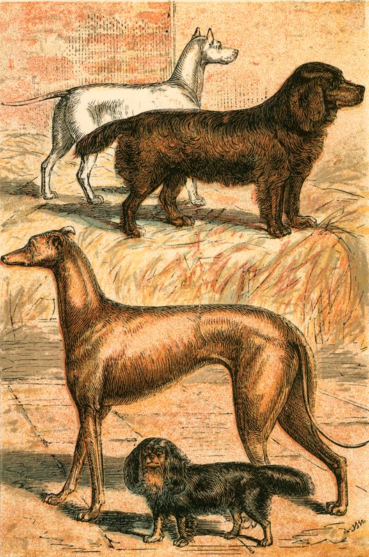 Terrier, Spaniel, Greyhound och King Charles Spaniel av English School