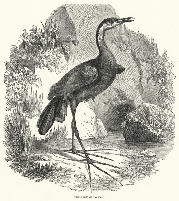 Afrikansk jacana (gravyr) av English School