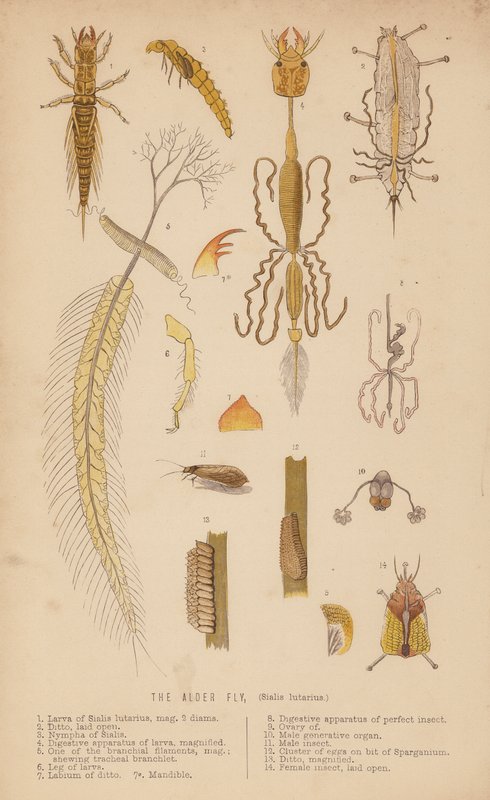 Alfluga, Sialis lutarius (litho) av English School