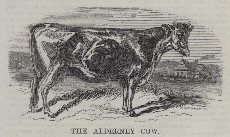 The Alderney Cow (gravyr) av English School