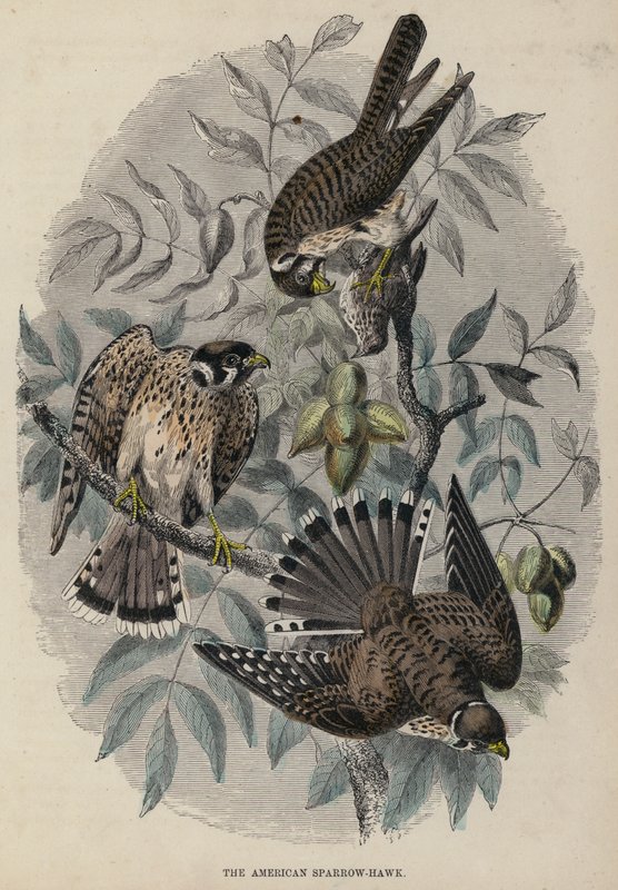 The American Sparrow-Hawk (färgad gravyr) av English School