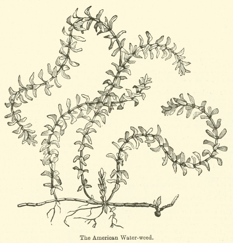 The American Water-weed (gravyr) av English School