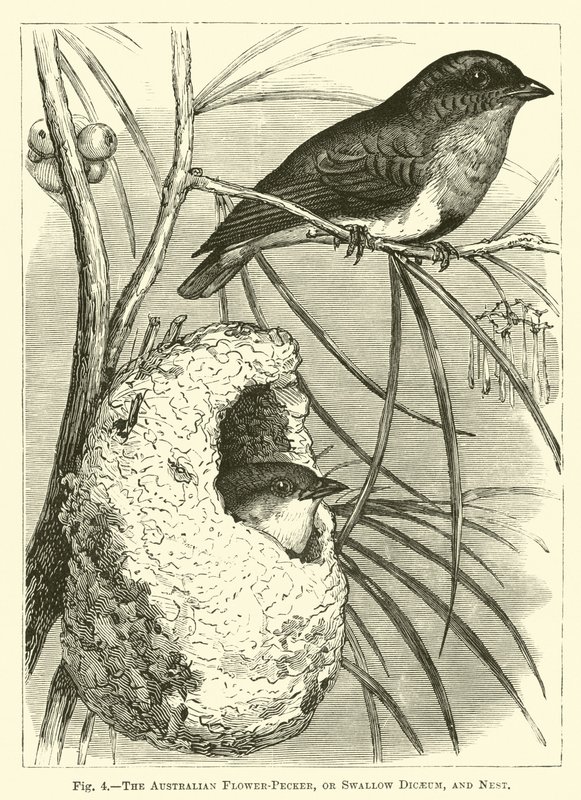 Australian Flower-Pecker, eller Swallow Dicaeum, and Nest av English School