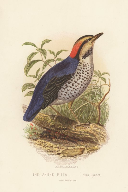The Azure Pitta, Pitta Cyanea (färg litho) av English School