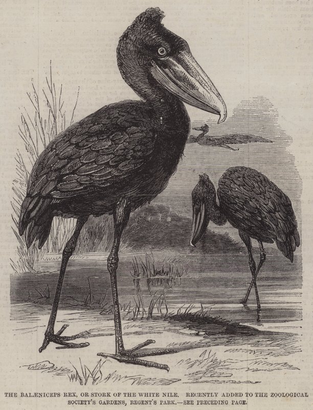 Balaeniceps rex, eller Stork of the White Nile, lade nyligen till i Zoological Society