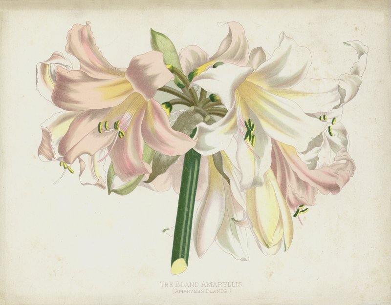 The Bland Amaryllis, Amaryllis Blanda av English School