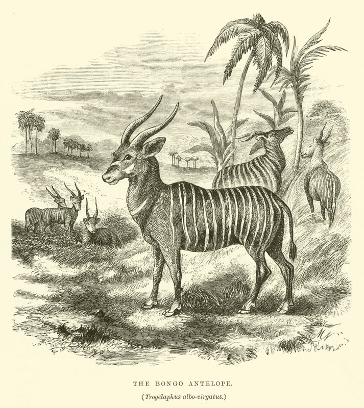 Bongoantilopen, Trogelaphus albo-virgatus (gravyr) av English School