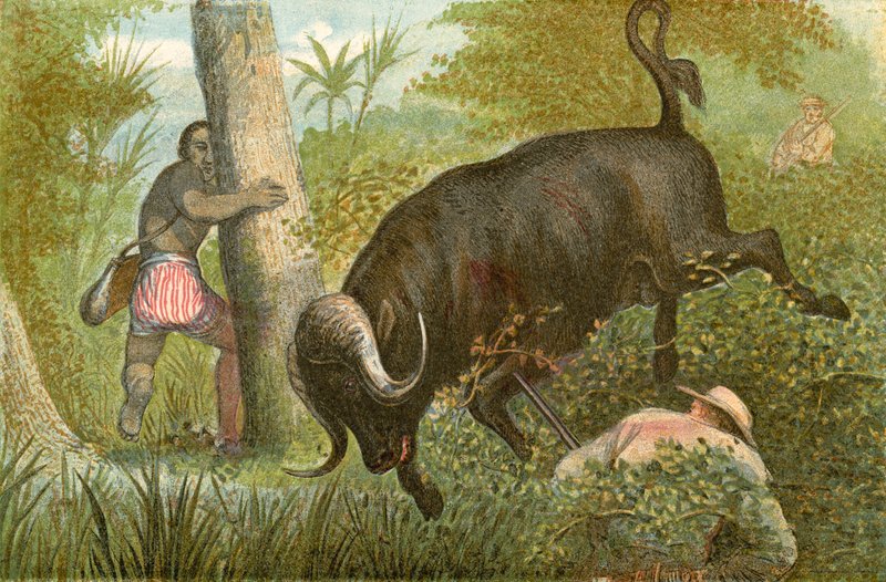 The Buffalo - "En mirakulös flykt" av English School