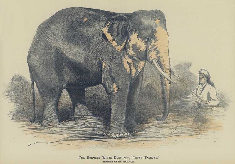 Den burmesiska vita elefanten, "Toung Taloung", importerad av Mr Barnum (färg litho) av English School