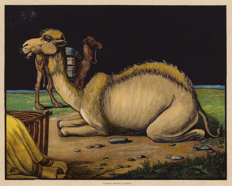 The Camel (färglitografi) av English School