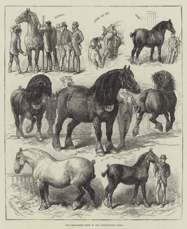 The Cart-Horse Show i Agricultural Hall (gravyr) av English School