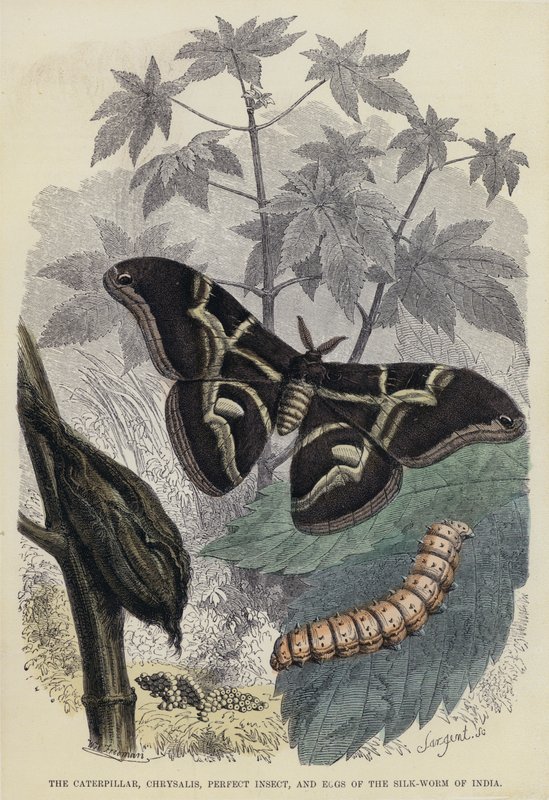 The Caterpillar, Chrysalis, Perfect Insect, and Eggs of the Silk-Worm of India (färgad gravyr) av English School