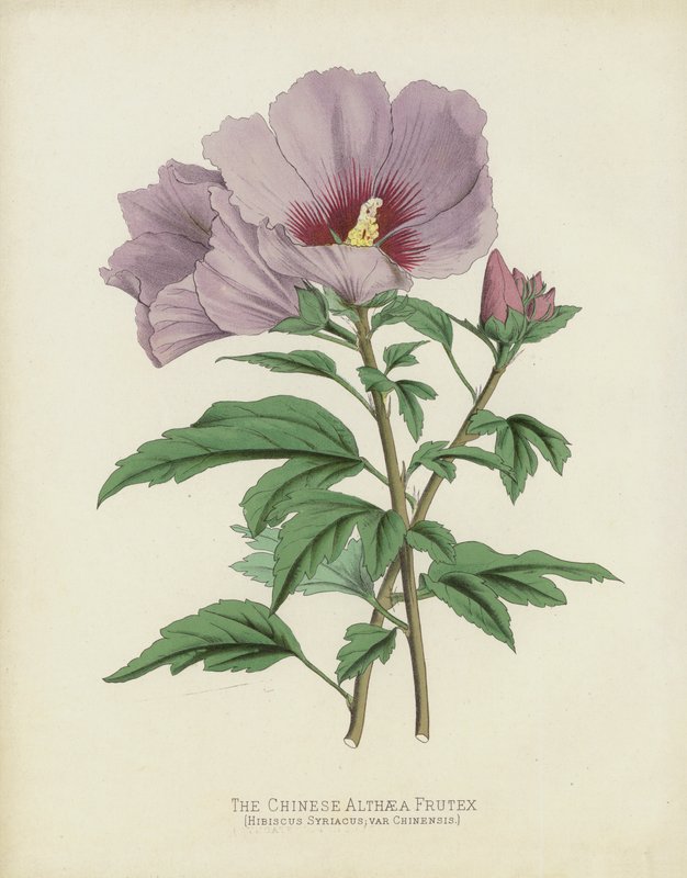 Den kinesiska Althaea Frutex, Hibiscus Syriacus; var Chinsis av English School
