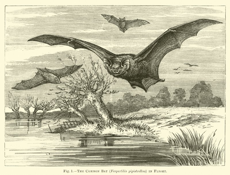 Den vanliga fladdermusen, Vespertilio pipistrellus, på flykt av English School