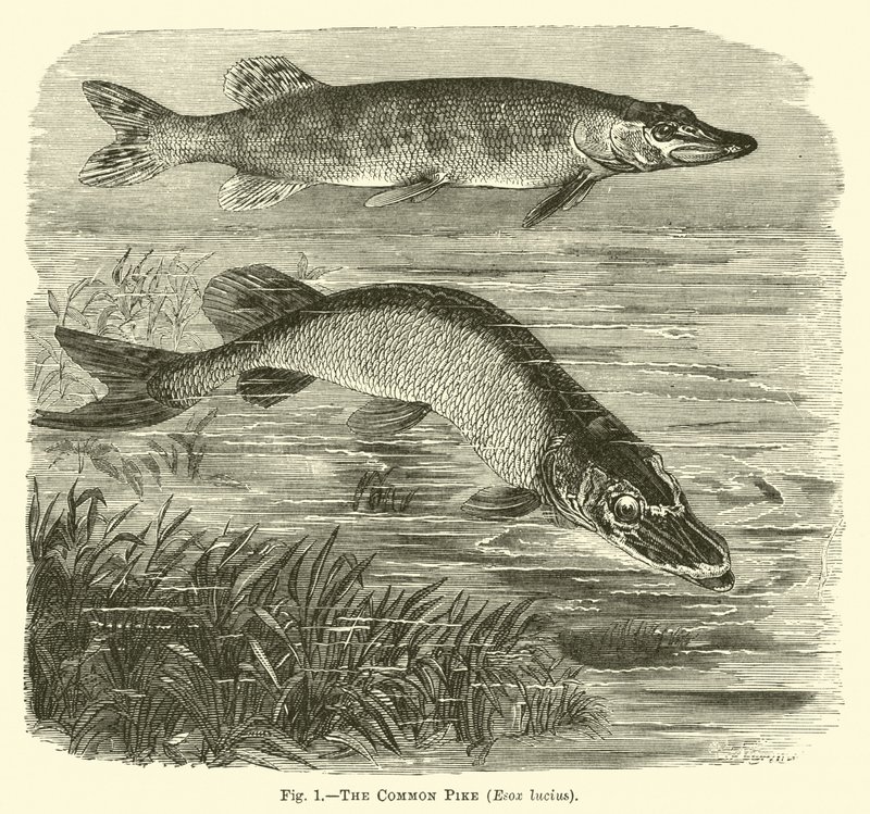 Gäddan, Esox lucius av English School