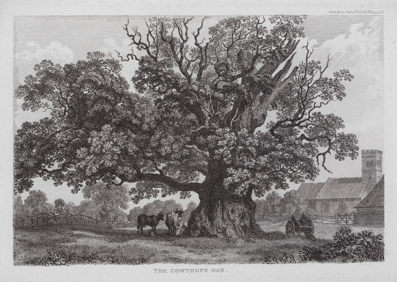 The Cowthope Oak (gravyr) av English School
