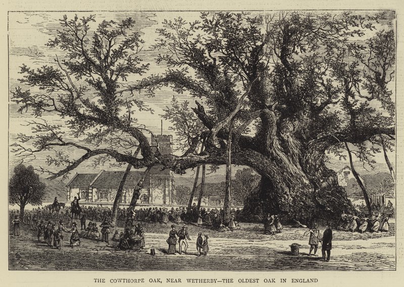 The Cowthorpe Oak, nära Wetherby, den äldsta eken i England (gravyr) av English School