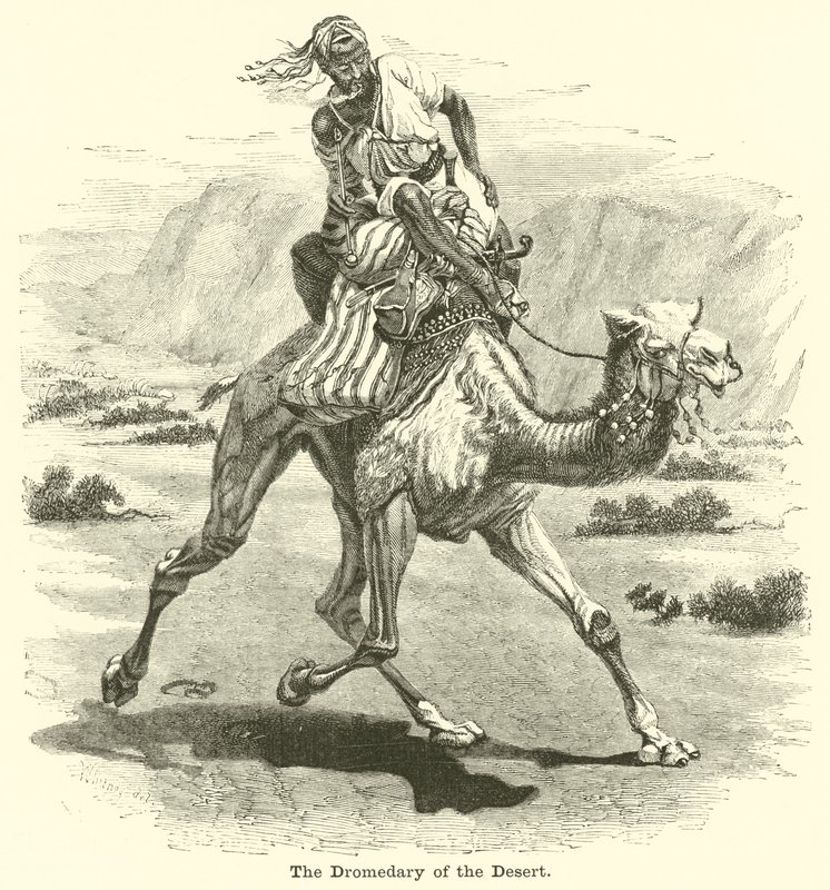 The Dromedary of the Desert av English School