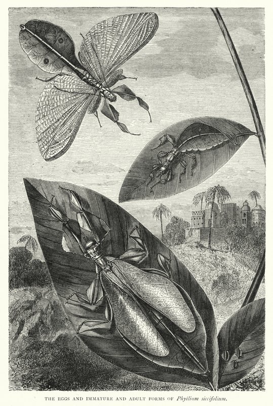 Ägg och omogna och vuxna former av Phyllium siccifolium (gravyr) av English School
