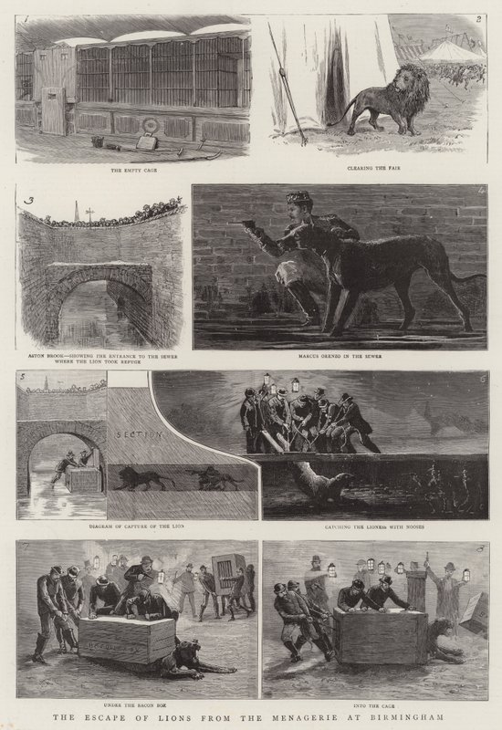 The Escape of Lions from the Menagerie i Birmingham (gravyr) av English School