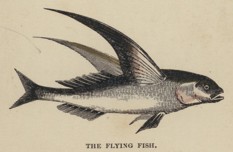 The Flying Fish (färgad gravyr) av English School