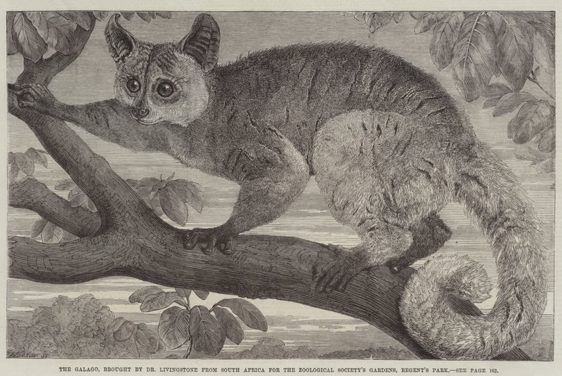 Galago, införd av Dr Livingstone från Sydafrika till Zoological Society