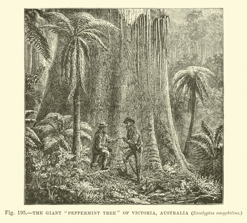 The Giant Peppermint Tree of Victoria, Australien, Eucalyptus amygdalina av English School