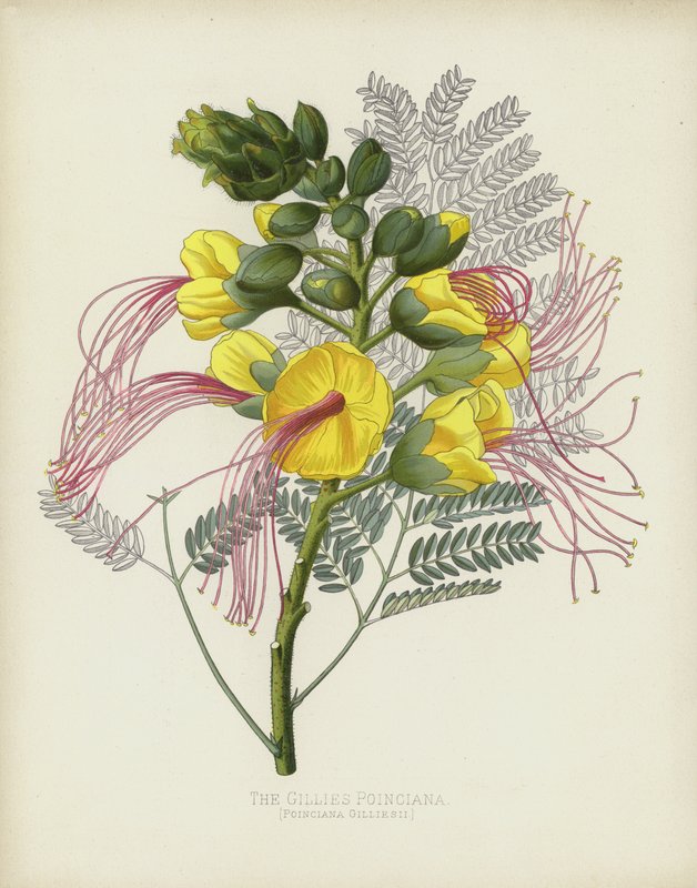 Gillies Poinciana, Poinciana Gilliesii av English School