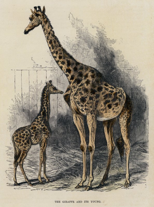 Giraffen och dess unga (färgad gravyr) av English School