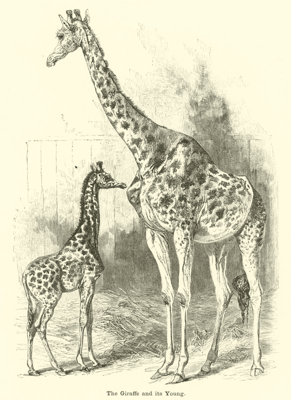 Giraffen och dess unga av English School