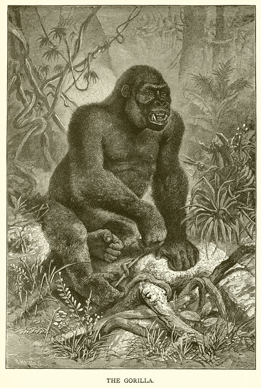 Gorillan av English School