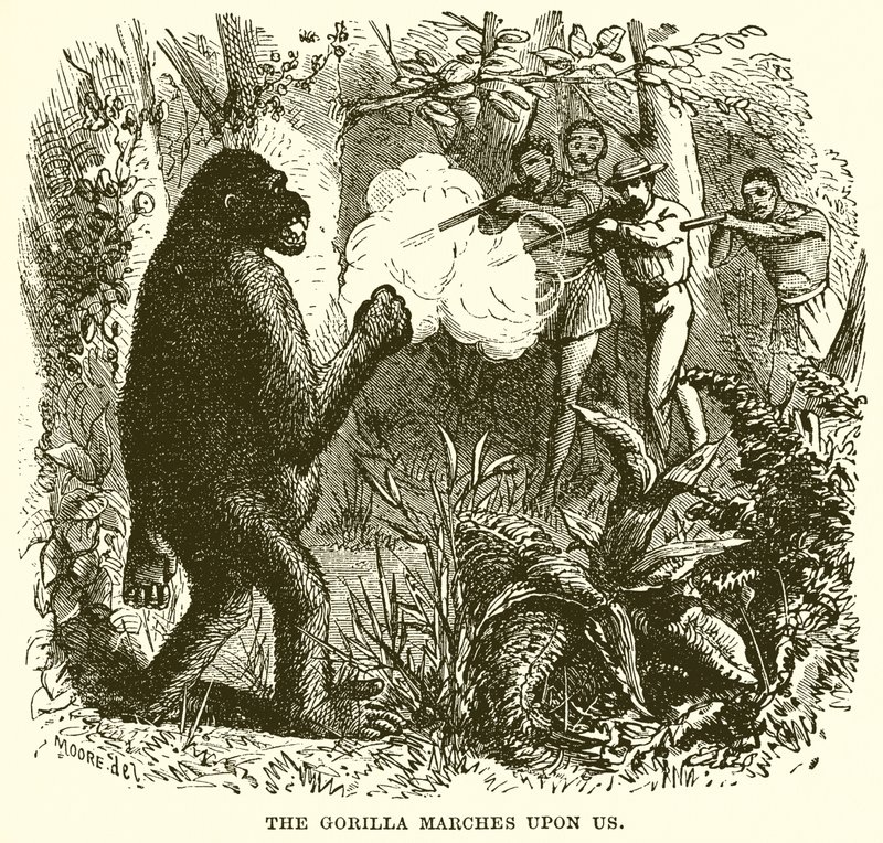 Gorillan marscherar över oss av English School
